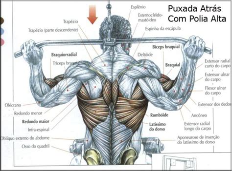 costas e biceps